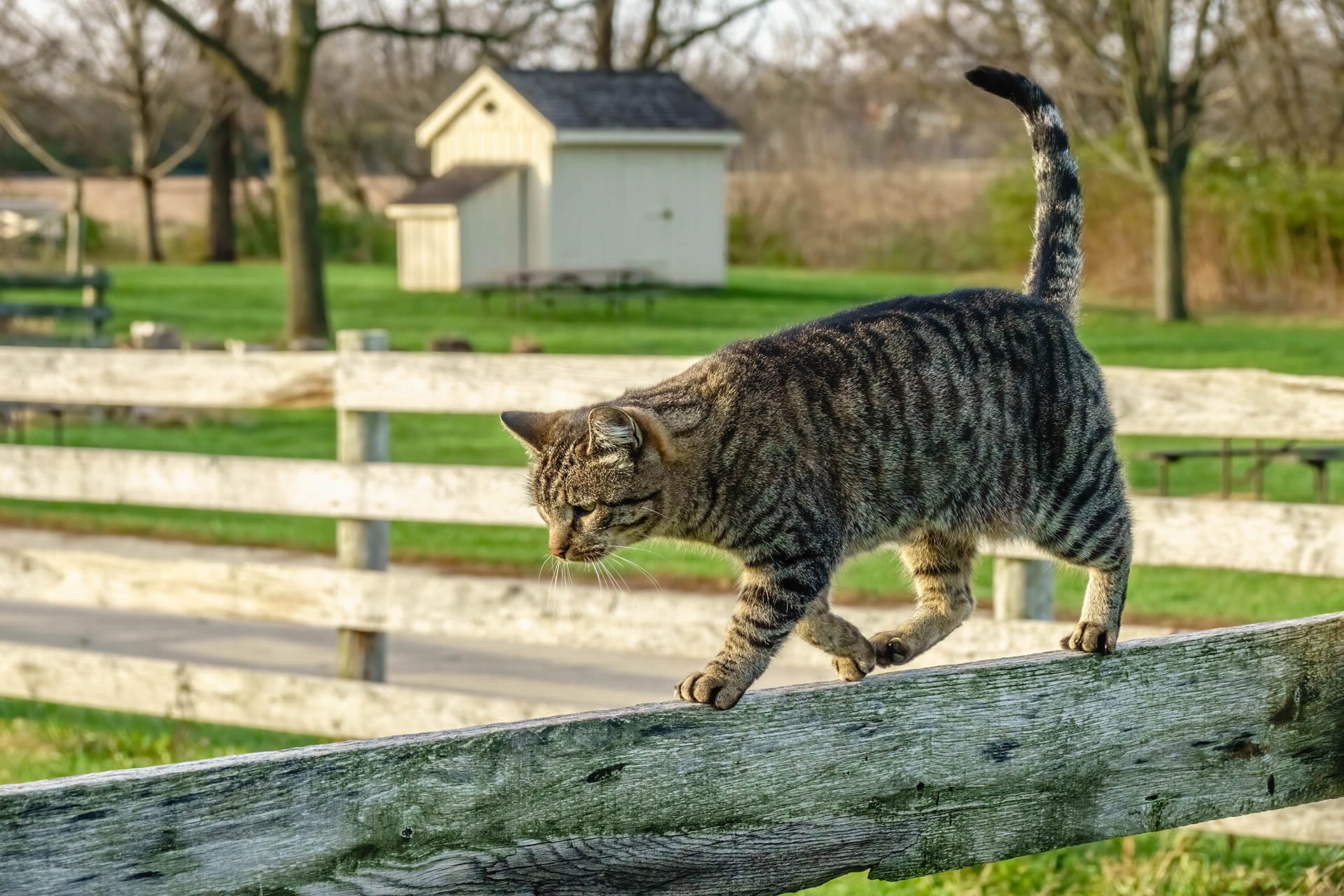 Mobile Veterinarian Near Me
