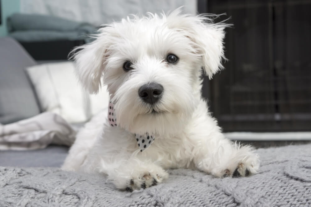 Veterinary hospital in Plano Welcome