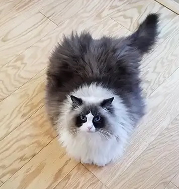Fluffy gray and white cat sitting on a hardwood floor, representing cat veterinary services in Plano